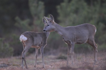 European roe deer (Capreolus capreolus) posing and displaying on camera