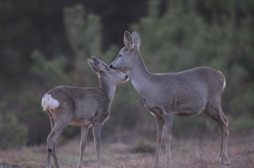 European roe deer (Capreolus capreolus) posing and displaying on camera