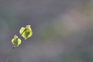 Linden (Tilia tomentosa) buds backlit on a pastel background with copy space