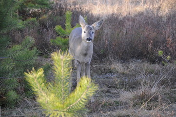 European roe deer (Capreolus capreolus) posing and displaying on camera