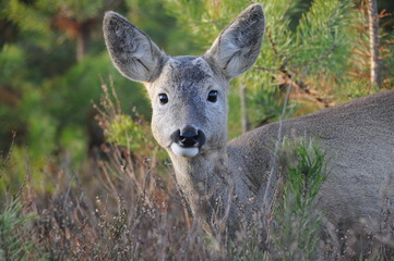 European roe deer (Capreolus capreolus) posing and displaying on camera