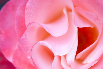 Macro close up pink rose petals