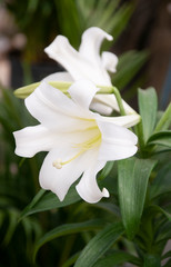 White Easter lilies
