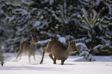 European roe deer (Capreolus capreolus) posing and displaying on camera