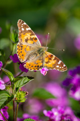 Butterfly 2