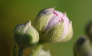 Close-up of an opening blackberry bud ( probably Rubus corylifolius agg. ) with pink petals and...