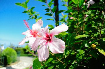 Hibiscus flower blue sky