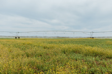 Irrigation system in yellow flower field