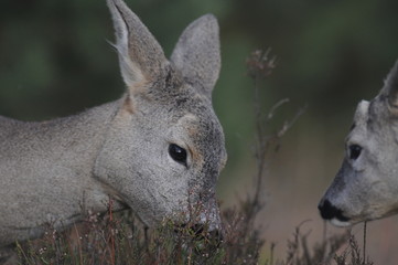 European roe deer (Capreolus capreolus) posing and displaying on camera