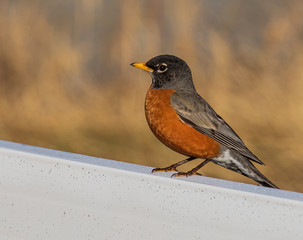 robin on the fence