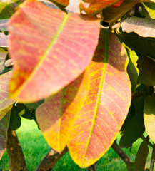 colorful autumn leaves in garden closeup