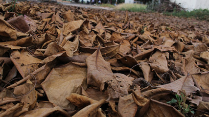 ciclo de hojas secas en el suelo