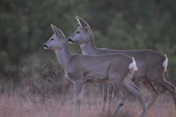 European roe deer (Capreolus capreolus) posing and displaying on camera