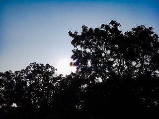 silhouette of a tree in the sunset