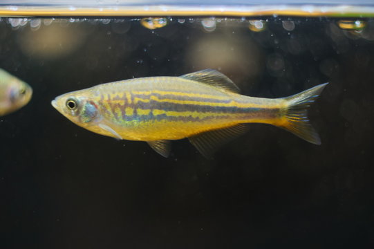 Devario aequipinnatus tropical fish in aquarium