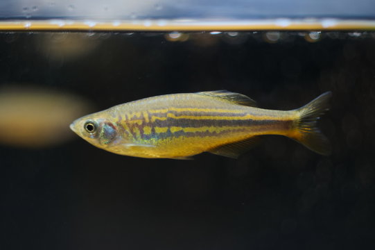 Devario aequipinnatus tropical fish in aquarium