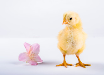 baby chicken and flower