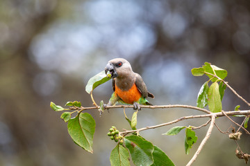 Red-bellied Parrot, parrot on a branch that feeds