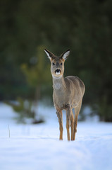 European roe deer (Capreolus capreolus) posing and displaying on camera