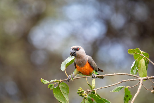 Red-bellied Parrot, parrot on a branch