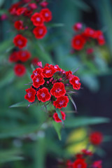 maroon carnation in the garden on a flower bed use for background and postcards