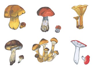 Set of different types of mushrooms, marker style