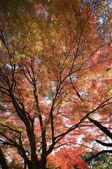 Beautiful colored leaves in Tokyo Japan