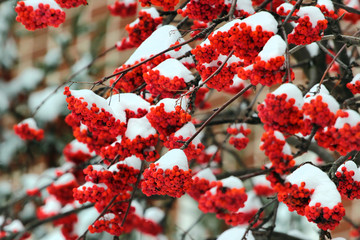 Rowan berries covered with snow at wintertime