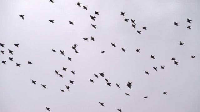 Flock of small birds flying silhouettes on overcast sky slow motion.mov