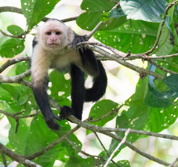 draped across several small branches and shaded by holey leave a White-Faced Capuchin starts a staring contest