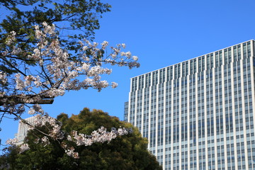 Cherry Blossom in Tokyo Japan