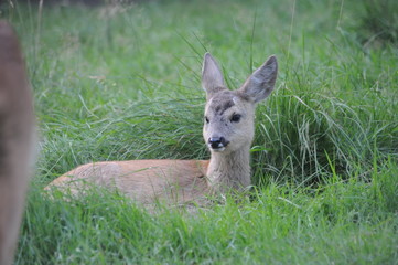 European roe deer (Capreolus capreolus) posing and displaying on camera