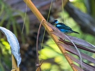 Golden-Hooded Tanager perches on brown dark fronds
