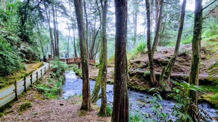 spring in the forest