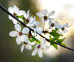 cherry tree with white flowers in spring time