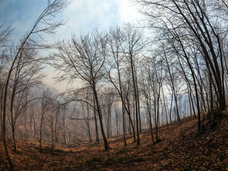 amateur pictures of fire and smoke from the scene and the impact of fire and smoke on nature and trees