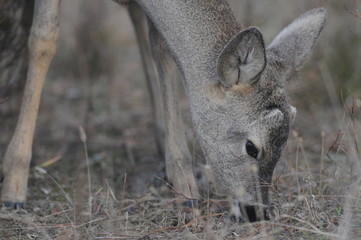 European roe deer (Capreolus capreolus) posing and displaying on camera