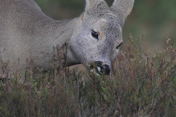 European roe deer (Capreolus capreolus) posing and displaying on camera