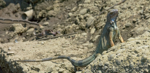 Green Iguana up on fore legs on incline to see around better