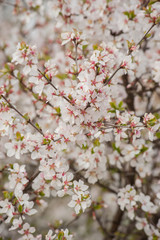 Beautiful scene with blooming apricot, blossom, Spring border or background art with pink apricot with blurred background. Spring flowers in Orchard