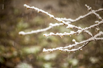 Tree branch with buds in spring, covered with snow