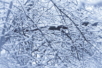 Tree branches covered with snow in springtime