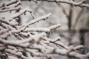 Tree branches covered with snow in springtime