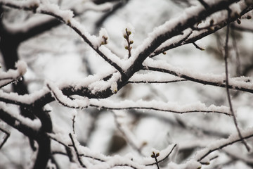 Tree branches covered with snow in springtime