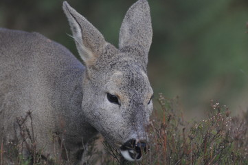 Fototapeta premium European roe deer (Capreolus capreolus) posing and displaying on camera