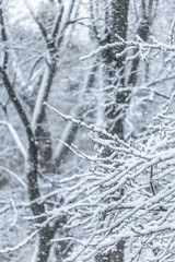 Tree branches covered with snow in springtime