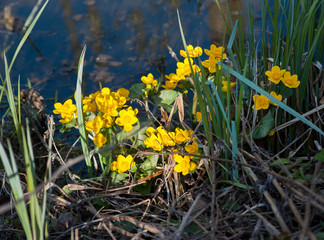 Flowering yellow Marsh Marigold , Caltha palustris, on the banks of a pond at spring time