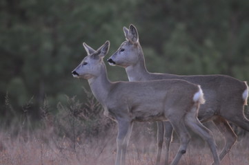 European roe deer (Capreolus capreolus) posing and displaying on camera
