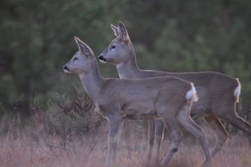 European roe deer (Capreolus capreolus) posing and displaying on camera