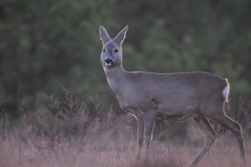 European roe deer (Capreolus capreolus) posing and displaying on camera